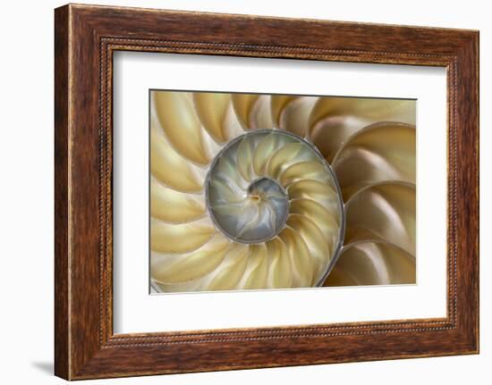 Chambered Nautilus shell-Adam Jones-Framed Photographic Print