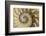 Chambered Nautilus shell-Adam Jones-Framed Photographic Print