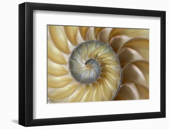 Chambered Nautilus shell-Adam Jones-Framed Photographic Print