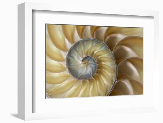 Chambered Nautilus shell-Adam Jones-Framed Photographic Print