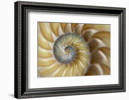 Chambered Nautilus shell-Adam Jones-Framed Photographic Print