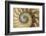 Chambered Nautilus shell-Adam Jones-Framed Photographic Print