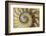 Chambered Nautilus shell-Adam Jones-Framed Photographic Print