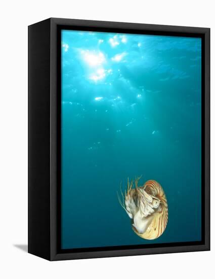 Chambered Nautilus Swimming Near Gnemelis Dropoff, Palau, Micronesia-Stuart Westmorland-Framed Premier Image Canvas