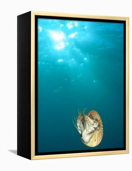 Chambered Nautilus Swimming Near Gnemelis Dropoff, Palau, Micronesia-Stuart Westmorland-Framed Premier Image Canvas