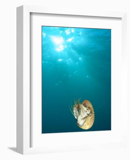 Chambered Nautilus Swimming Near Gnemelis Dropoff, Palau, Micronesia-Stuart Westmorland-Framed Premium Photographic Print