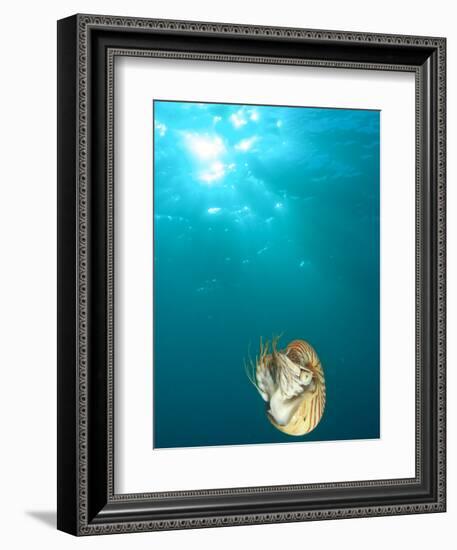 Chambered Nautilus Swimming Near Gnemelis Dropoff, Palau, Micronesia-Stuart Westmorland-Framed Premium Photographic Print