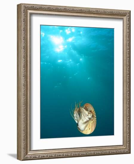 Chambered Nautilus Swimming Near Gnemelis Dropoff, Palau, Micronesia-Stuart Westmorland-Framed Photographic Print