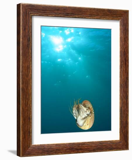 Chambered Nautilus Swimming Near Gnemelis Dropoff, Palau, Micronesia-Stuart Westmorland-Framed Photographic Print