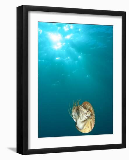 Chambered Nautilus Swimming Near Gnemelis Dropoff, Palau, Micronesia-Stuart Westmorland-Framed Photographic Print