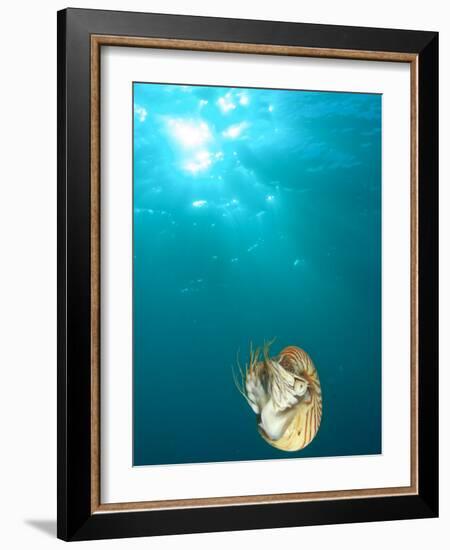 Chambered Nautilus Swimming Near Gnemelis Dropoff, Palau, Micronesia-Stuart Westmorland-Framed Photographic Print