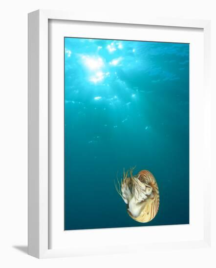 Chambered Nautilus Swimming Near Gnemelis Dropoff, Palau, Micronesia-Stuart Westmorland-Framed Photographic Print