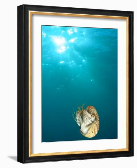 Chambered Nautilus Swimming Near Gnemelis Dropoff, Palau, Micronesia-Stuart Westmorland-Framed Photographic Print