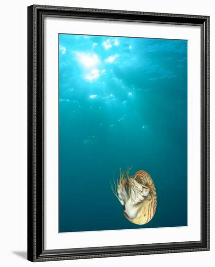 Chambered Nautilus Swimming Near Gnemelis Dropoff, Palau, Micronesia-Stuart Westmorland-Framed Photographic Print