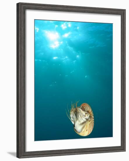 Chambered Nautilus Swimming Near Gnemelis Dropoff, Palau, Micronesia-Stuart Westmorland-Framed Photographic Print