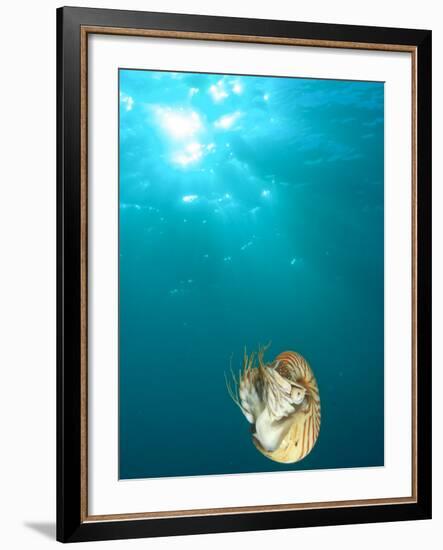 Chambered Nautilus Swimming Near Gnemelis Dropoff, Palau, Micronesia-Stuart Westmorland-Framed Photographic Print