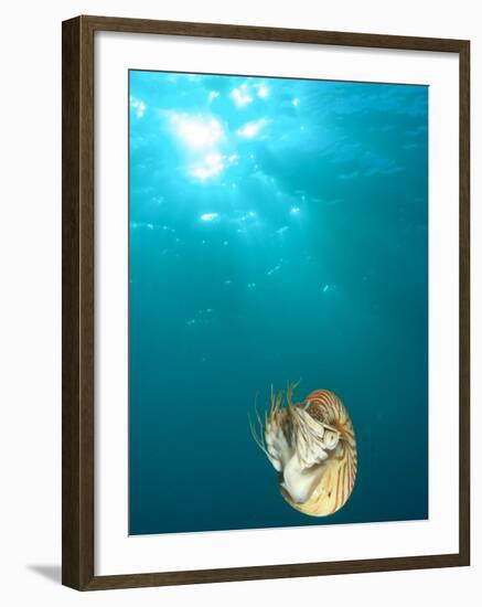 Chambered Nautilus Swimming Near Gnemelis Dropoff, Palau, Micronesia-Stuart Westmorland-Framed Photographic Print