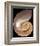 Chambered Nautilus-Harold Feinstein-Framed Art Print