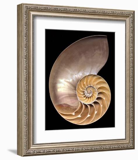 Chambered Nautilus-Harold Feinstein-Framed Art Print