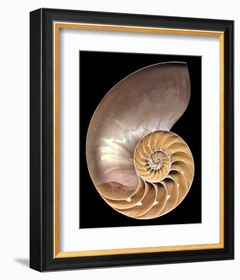 Chambered Nautilus-Harold Feinstein-Framed Art Print