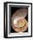 Chambered Nautilus-Harold Feinstein-Framed Art Print