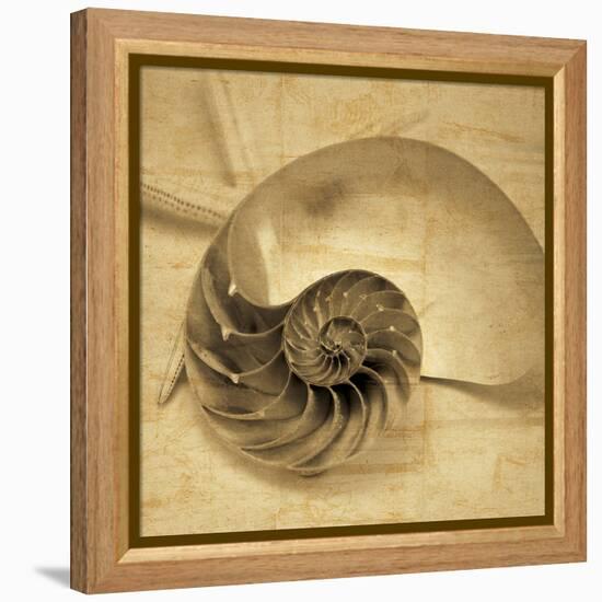 Chambered Nautilus-John Seba-Framed Stretched Canvas