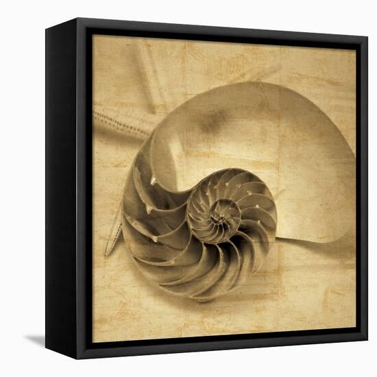 Chambered Nautilus-John Seba-Framed Stretched Canvas