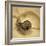 Chambered Nautilus-John Seba-Framed Photo