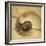 Chambered Nautilus-John Seba-Framed Photo