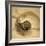 Chambered Nautilus-John Seba-Framed Photo