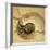 Chambered Nautilus-John Seba-Framed Photo