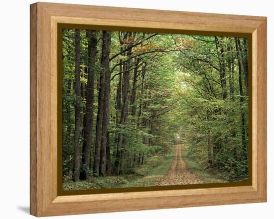 Chambord Forest, Loire, France-Adam Woolfitt-Framed Premier Image Canvas