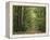 Chambord Forest, Loire, France-Adam Woolfitt-Framed Premier Image Canvas