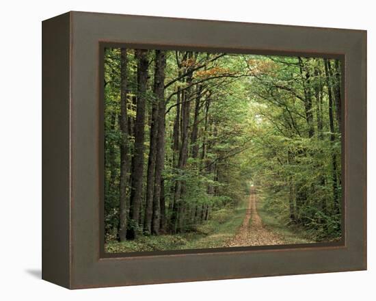 Chambord Forest, Loire, France-Adam Woolfitt-Framed Premier Image Canvas