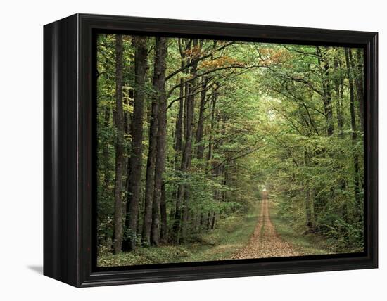 Chambord Forest, Loire, France-Adam Woolfitt-Framed Premier Image Canvas