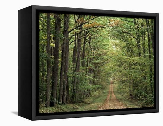 Chambord Forest, Loire, France-Adam Woolfitt-Framed Premier Image Canvas
