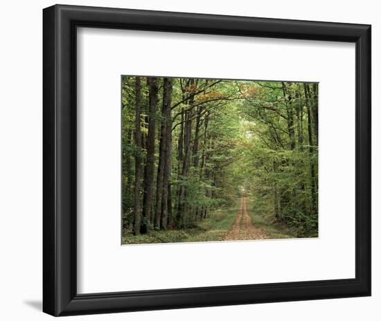 Chambord Forest, Loire, France-Adam Woolfitt-Framed Photographic Print