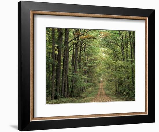 Chambord Forest, Loire, France-Adam Woolfitt-Framed Photographic Print