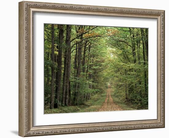 Chambord Forest, Loire, France-Adam Woolfitt-Framed Photographic Print