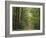 Chambord Forest, Loire, France-Adam Woolfitt-Framed Photographic Print