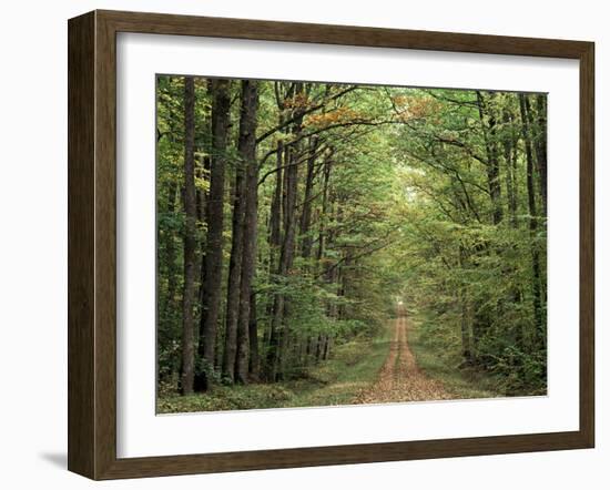 Chambord Forest, Loire, France-Adam Woolfitt-Framed Photographic Print