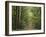 Chambord Forest, Loire, France-Adam Woolfitt-Framed Photographic Print