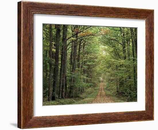 Chambord Forest, Loire, France-Adam Woolfitt-Framed Photographic Print