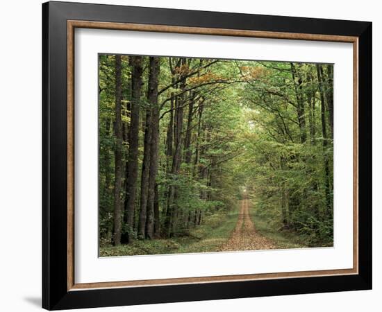 Chambord Forest, Loire, France-Adam Woolfitt-Framed Photographic Print