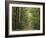 Chambord Forest, Loire, France-Adam Woolfitt-Framed Photographic Print