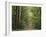 Chambord Forest, Loire, France-Adam Woolfitt-Framed Photographic Print