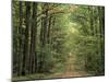 Chambord Forest, Loire, France-Adam Woolfitt-Mounted Photographic Print