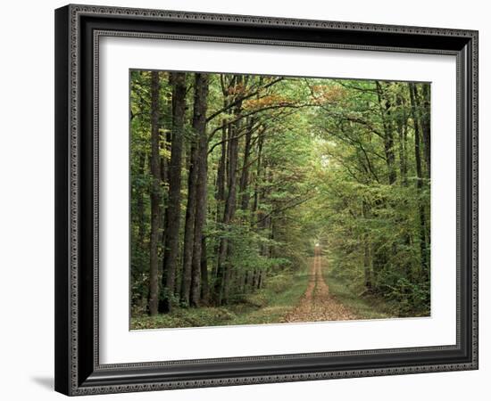 Chambord Forest, Loire, France-Adam Woolfitt-Framed Photographic Print