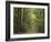 Chambord Forest, Loire, France-Adam Woolfitt-Framed Photographic Print