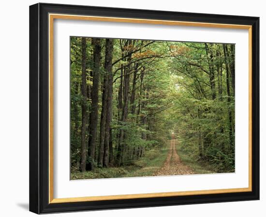 Chambord Forest, Loire, France-Adam Woolfitt-Framed Photographic Print